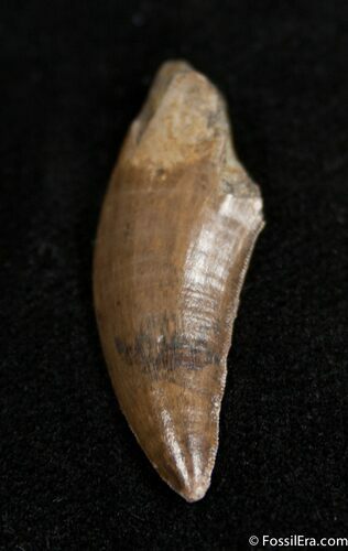 Inch Long Tyrannosaurid Tooth #1496